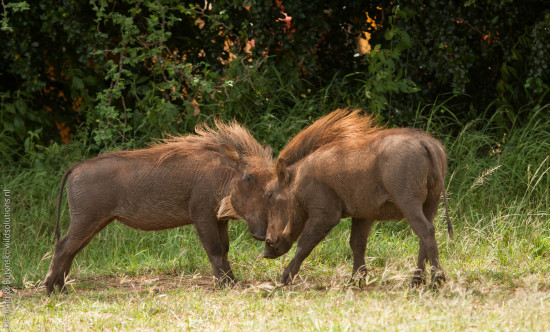 African Wild Pig Locality Records - Wildsolutions