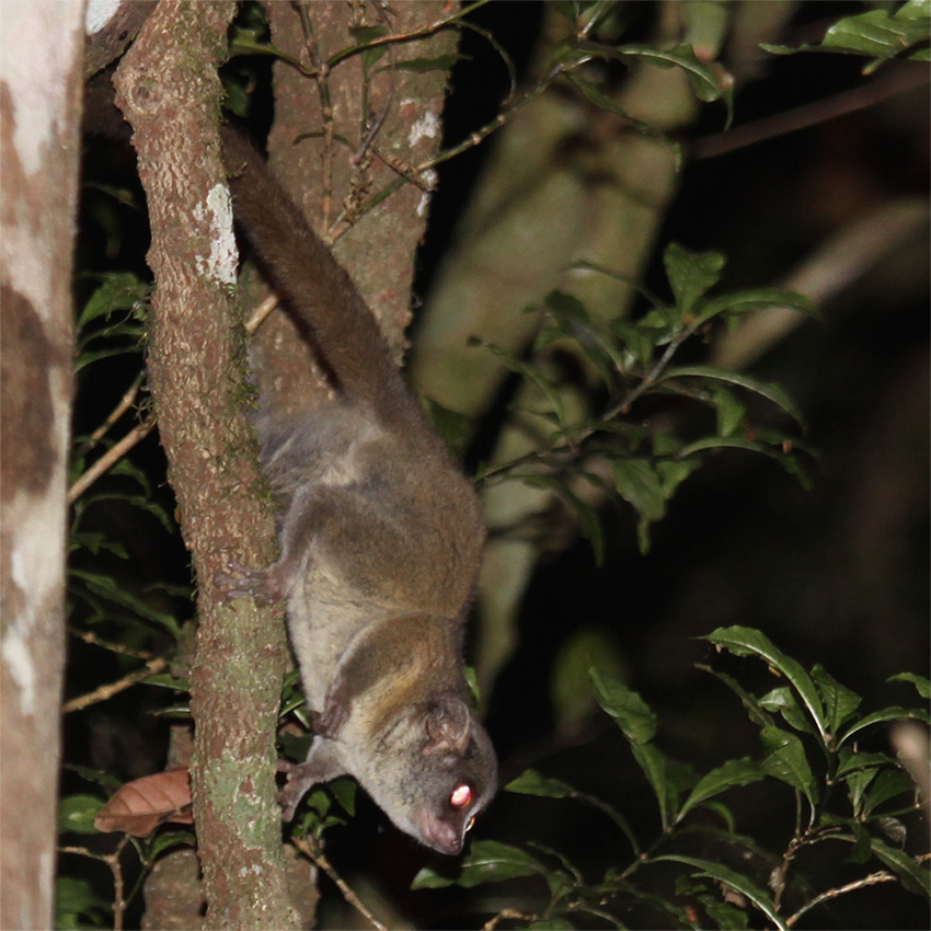 Vocalization Analyses of Nocturnal Arboreal Mammals of the Taita Hills ...